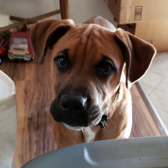 Dog friendly - Picture 3 of 3